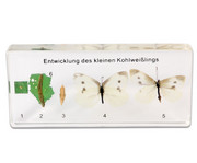 Betzold Lebenszyklus des Schmetterlings 1
