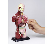 Betzold Schülertorso 5