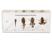 Betzold Der Lebenszyklus des Frosches 1