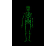 Skelett Glow In The Dark 4