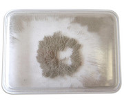Eisenpulver Box 2 Stück 1