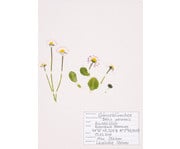 KOSMOS Was blüht denn da? Das Herbarium 3