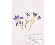 KOSMOS Was blüht denn da? Das Herbarium 5
