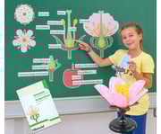 Betzold Tafelmaterial Von der Kirschblüte bis zur Frucht 1