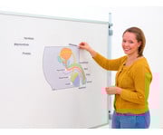 Betzold Geschlechtsorgane magnetisches Tafelmaterial 2