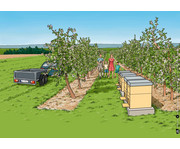 Von fleissigen Bienen und leckerem Honig Kamishibai Bildkartenset 3
