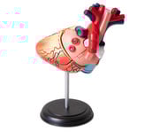 Kleines Herzmodell 1