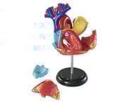 Kleines Herzmodell 4
