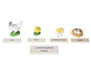 Betzold Lebenszyklus Huhn 7