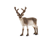 schleich® Rentier 1
