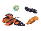 Lebenszyklus Figuren: Schmetterling
