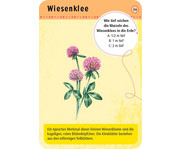 Expedition Natur – 50 heimische Blumen 3