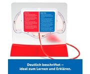 Herz Kreislauf Modell 6