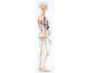 Betzold Schwangere Frau Anatomiemodell 4