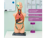 Betzold Torso verkleinert 2
