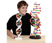 Betzold DNS Modell gross 4