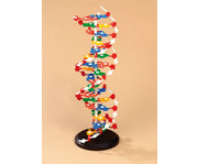 Betzold DNS Modell gross 6