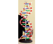 Betzold DNS Modell gross 7