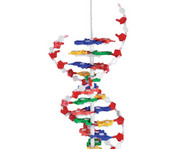 Betzold DNS Modell gross 1