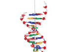 Betzold DNS Modell gross