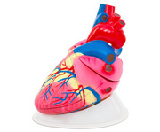 Betzold grosses Modell vom menschlichen Herz 1