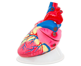 Betzold grosses Modell vom menschlichen Herz