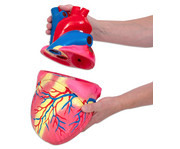 Betzold grosses Modell vom menschlichen Herz 2