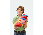 Betzold grosses Modell vom menschlichen Herz 6