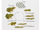 Magnetischer Lebenszyklus Frosch