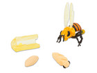 Lebenszyklus Honigbiene 4 Figuren