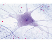 Nervenzellen (Rückenm ) quer Präparate und Foliensätze 1
