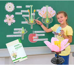 Botanik: Unterrichtsmaterial - Biologie | BETZOLD