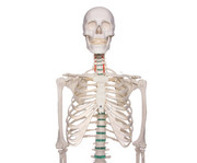 Schulskelett 4