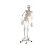 Skelett mit Muskelmarkierungen 1