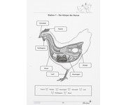 Lernwerkstatt: Das Huhn 3