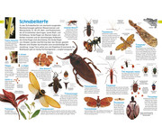 memo Wissen entdecken Insekten 7