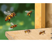 Kamishibai Bildkarten Von fleissigen Bienen und leckerem Honig 4