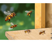 Von fleissigen Bienen und leckerem Honig Kamishibai Bildkartenset 4