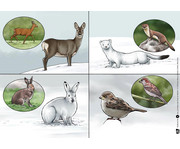Kamishibai Bildkarten So leben die Tiere im Winter 3
