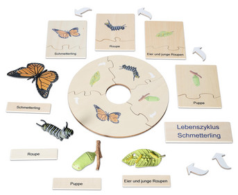 Betzold Lebenszyklus Schmetterling