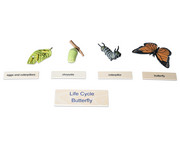 Betzold Lebenszyklus Schmetterling 6