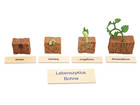 Betzold Lebenszyklus Pflanze