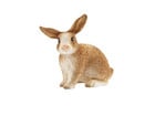 schleich® Kaninchen