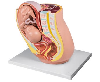 Schwangerschaftsbecken mit Fetus