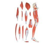 Beinmuskulatur 13 teilig 2