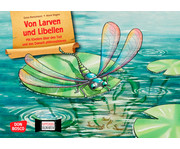 Kamishibai Bildkarten Von Larven und Libellen 1
