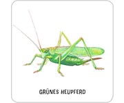 Expedition Natur – Das grosse Insekten Memo 5