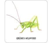 Expedition Natur – Das grosse Insekten Memo 6