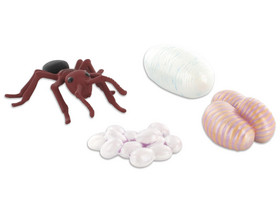 Insect Lore Lebenszyklus Marienkäfer – 4-teiliges Set Aus Kunststoff (Eier, Larve, Puppe, Marienkäfer), Bunt, Für Kinder
