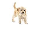 schleich® Golden Retriever Welpe